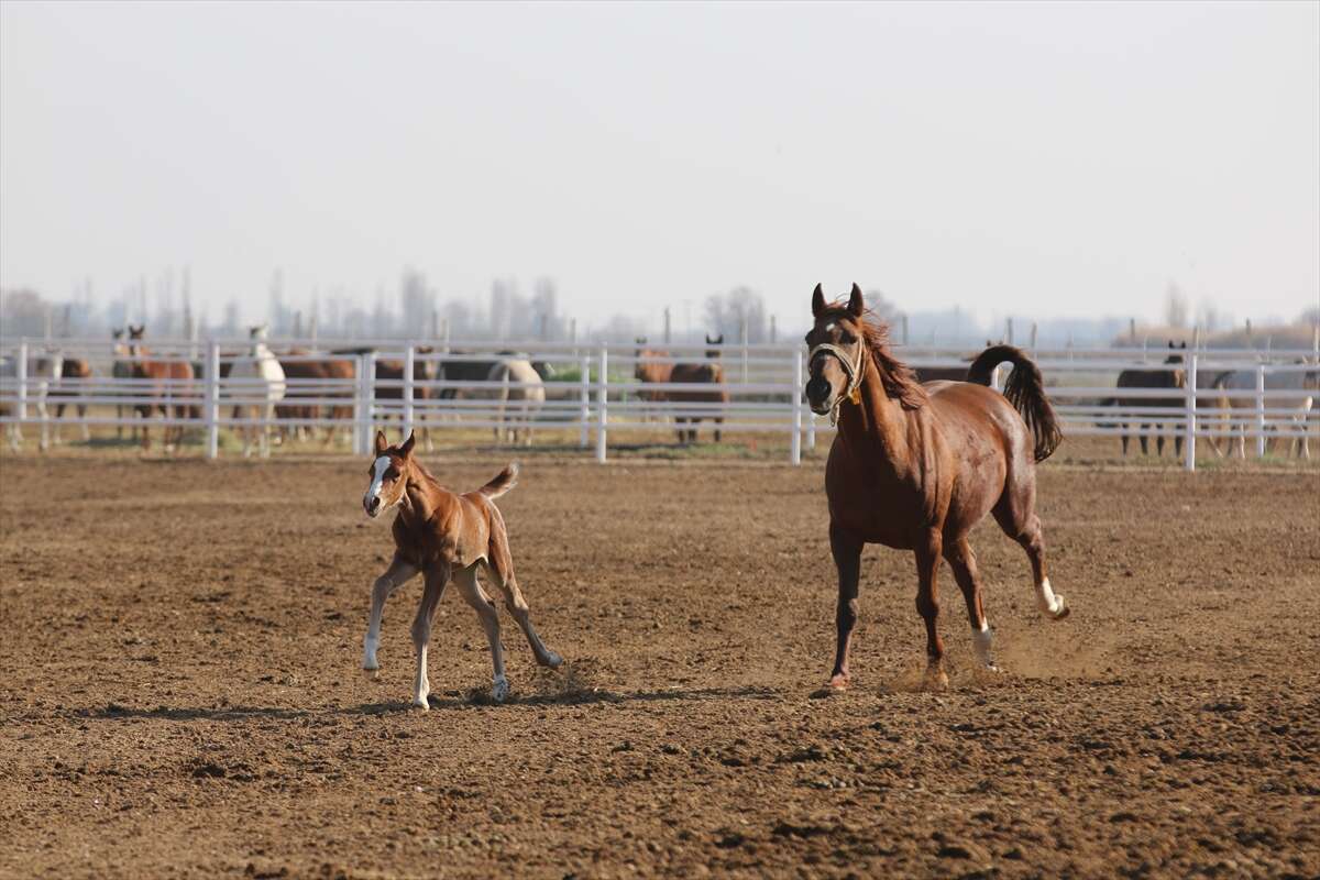 TİGEM’de 120 Safkan Arap Tayı satışa çıkacak 17